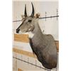 Image 4 : Big NILGAI Shoulder Mount