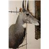 Image 7 : Big NILGAI Shoulder Mount