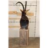 Image 11 : SABLE on a Rustic Wood Pedestal