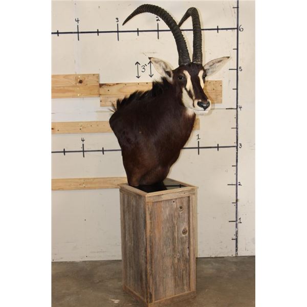 SABLE on a Rustic Wood Pedestal