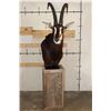 Image 2 : SABLE on a Rustic Wood Pedestal