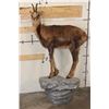 Image 1 : Life-sized CHAMOIS on a Light Weight Wall Hanging Rock Base