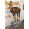 Image 2 : Life-sized CHAMOIS on a Light Weight Wall Hanging Rock Base