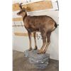 Image 3 : Life-sized CHAMOIS on a Light Weight Wall Hanging Rock Base
