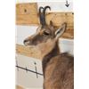Image 4 : Life-sized CHAMOIS on a Light Weight Wall Hanging Rock Base