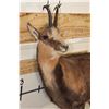 Image 5 : Life-sized CHAMOIS on a Light Weight Wall Hanging Rock Base