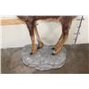 Image 6 : Life-sized CHAMOIS on a Light Weight Wall Hanging Rock Base