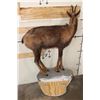 Image 8 : Life-sized CHAMOIS on a Light Weight Wall Hanging Rock Base