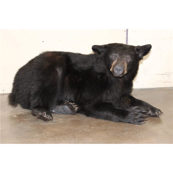 Life-sized Laying BLACK BEAR with All its Claws