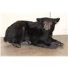 Image 1 : Life-sized Laying BLACK BEAR with All its Claws
