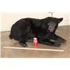 Image 2 : Life-sized Laying BLACK BEAR with All its Claws
