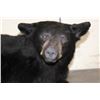 Image 4 : Life-sized Laying BLACK BEAR with All its Claws