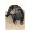 Image 5 : Life-sized Laying BLACK BEAR with All its Claws