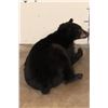 Image 6 : Life-sized Laying BLACK BEAR with All its Claws