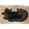 Image 8 : Life-sized Laying BLACK BEAR with All its Claws