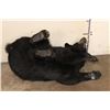 Image 9 : Life-sized Laying BLACK BEAR with All its Claws