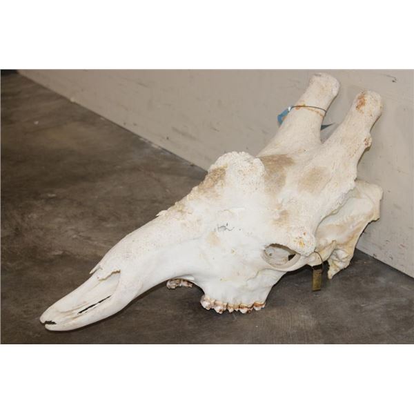 Big GIRAFFE Skull