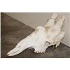 Image 1 : Big GIRAFFE Skull