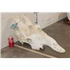 Image 2 : Big GIRAFFE Skull