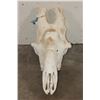 Image 3 : Big GIRAFFE Skull