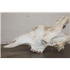 Image 5 : Big GIRAFFE Skull