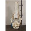 Image 8 : Big GIRAFFE Skull