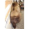 Image 12 : Life-sized GRIZZLY BEAR or BROWN BEAR with a *Real Skin* Sockeye SALMON. No Base/No Bolts