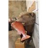 Image 13 : Life-sized GRIZZLY BEAR or BROWN BEAR with a *Real Skin* Sockeye SALMON. No Base/No Bolts