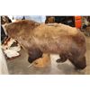 Image 14 : Life-sized GRIZZLY BEAR or BROWN BEAR with a *Real Skin* Sockeye SALMON. No Base/No Bolts