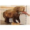 Image 1 : Life-sized GRIZZLY BEAR or BROWN BEAR with a *Real Skin* Sockeye SALMON. No Base/No Bolts