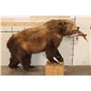 Image 2 : Life-sized GRIZZLY BEAR or BROWN BEAR with a *Real Skin* Sockeye SALMON. No Base/No Bolts