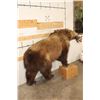 Image 3 : Life-sized GRIZZLY BEAR or BROWN BEAR with a *Real Skin* Sockeye SALMON. No Base/No Bolts