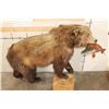 Image 4 : Life-sized GRIZZLY BEAR or BROWN BEAR with a *Real Skin* Sockeye SALMON. No Base/No Bolts
