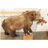 Image 5 : Life-sized GRIZZLY BEAR or BROWN BEAR with a *Real Skin* Sockeye SALMON. No Base/No Bolts
