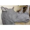 Image 6 : *TEXAS RESIDENTS ONLY* *Real Skin* RHINOCEROS Shoulder Mount with Reproduction Horns