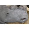 Image 7 : *TEXAS RESIDENTS ONLY* *Real Skin* RHINOCEROS Shoulder Mount with Reproduction Horns