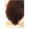 Image 10 : Big BUFFALO or BISON Shoulder Mount