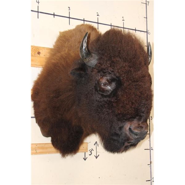 Big BUFFALO or BISON Shoulder Mount