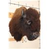 Image 1 : Big BUFFALO or BISON Shoulder Mount