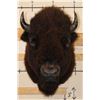 Image 2 : Big BUFFALO or BISON Shoulder Mount
