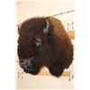 Image 3 : Big BUFFALO or BISON Shoulder Mount