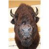 Image 5 : Big BUFFALO or BISON Shoulder Mount