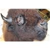 Image 6 : Big BUFFALO or BISON Shoulder Mount