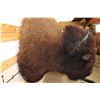 Image 7 : Big BUFFALO or BISON Shoulder Mount