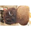 Image 8 : Big BUFFALO or BISON Shoulder Mount