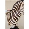 Image 11 : ZEBRA Pedestal Mount