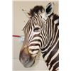 Image 5 : ZEBRA Pedestal Mount