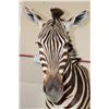 Image 7 : ZEBRA Pedestal Mount