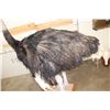 Image 10 : Life-sized OSTRICH on a Wood Base with Wheels