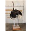 Image 11 : Life-sized OSTRICH on a Wood Base with Wheels